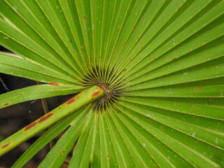 Saw palmetto in the Enchanted Forest in Titusville, Florida