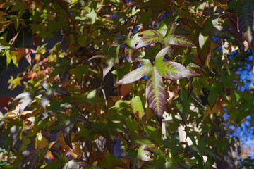 Foliage background with selective focus on a large leaf.