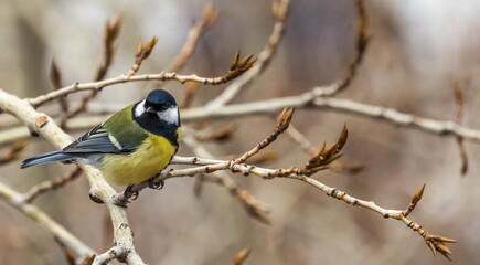 Bird tit close up on a branch of a poplar tree in spring