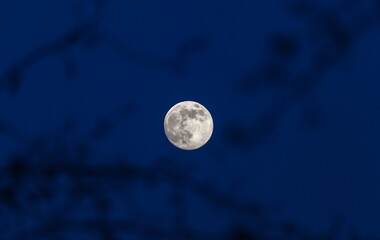 Full moon against the night sky through the branches of an Apple tree in winter.