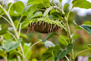 Mature sunflower close-up in the garden in autumn