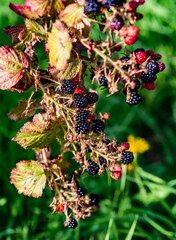 Black raspberry close-up in the garden in autumn