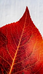 Multicolored leaf of black-fruited mountain ash close-up in the garden in autumn