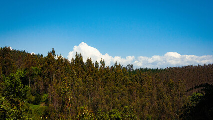 Cloud in the trees