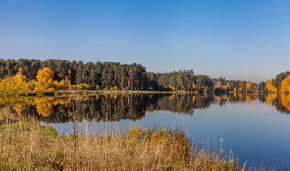 Autumn landscape with pines and yellow birches with reflection on the surface of the pond water against the blue sky