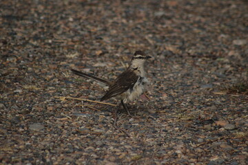 Bird
