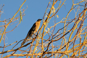 A bird perched on the leafless branches of a tree captures an autumn scene at an urban riparian preserve