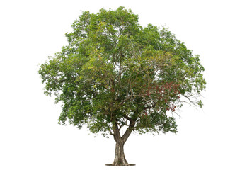 Obraz premium Trees isolated on white background, tropical trees isolated used for design, advertising and architecture.