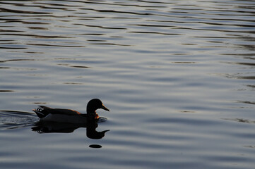 Male mallard duck swimming on rippling water surface during low light, illustrating species identification, aquatic mobility, and light interaction on natural water bodies