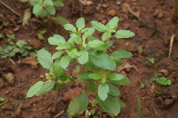 Holy basil plant (Ocimum tenuiflorum) in the garden
