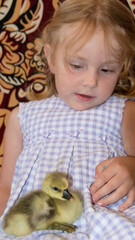A small yellow fluffy duckling sits in the arms of a girl. 