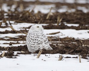 Snowy Owl Looking Back
