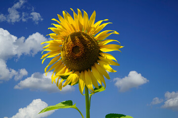 Flowering sunflower on blue sky background. Sunflowers have abundant health benefits. Sunflower oil...