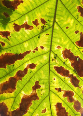 Abstract, texture pattern of dry yellow brown leaves, suitable for use as a background.

