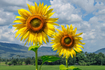 Flowering sunflower in the field. Sunflowers have abundant health benefits. Sunflower oil improves...