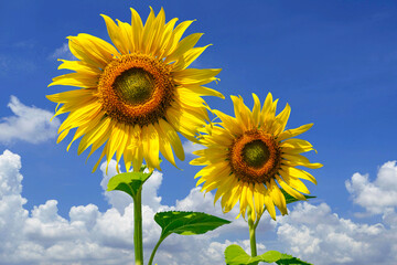 Flowering sunflower on blue sky background. Sunflowers have abundant health benefits. Sunflower oil...