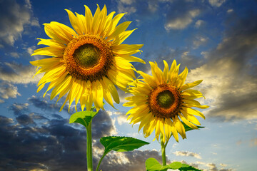 Flowering sunflower on blue sky background. Sunflowers have abundant health benefits. Sunflower oil...