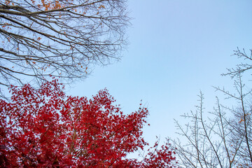 紅葉と枯れ木と青空
The red maple leaves, some naked trees and the blue sky