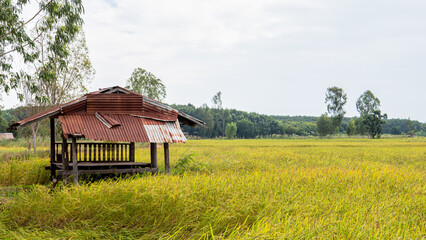 Yellow paddy fields in winter in Isan of Thailand.