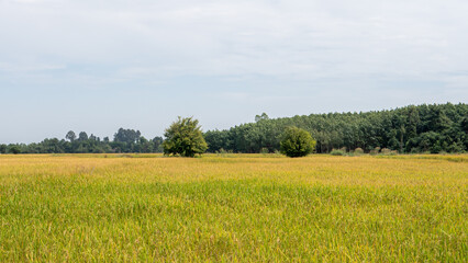 Yellow paddy fields in winter in Isan of Thailand.