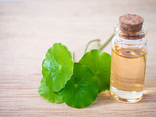 Gotu Kola leaf  and bottle of essential oil extract.