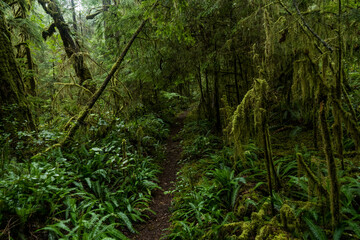 Dark rainy forest with path