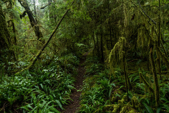 Dark rainy forest with path © Martin