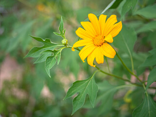 Tithonia diversifolia flower nature .