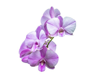 Purple orchid flower white background.