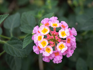Small pink flowers in flower garden.