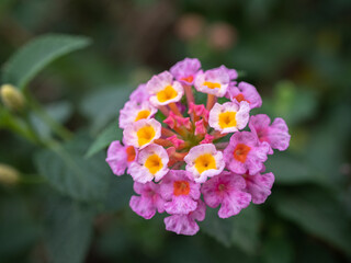 Fototapeta premium Small pink flowers in flower garden.