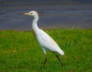 Obraz premium heron
