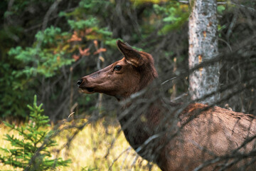Elk standing behind a tree