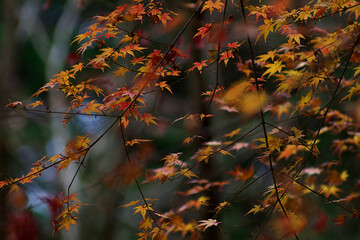 autumn leaves on a tree