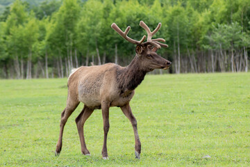 Maral - siberian deer