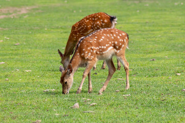 Naklejka na ściany i meble Two spotted deer on the grass