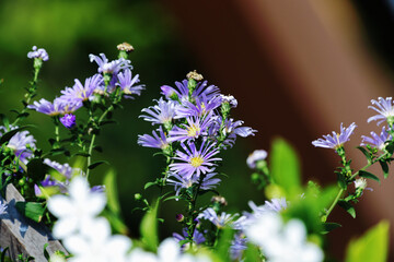 Purple flowers and green leaves