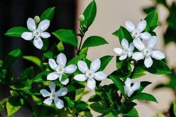White cape Jasmine and green leaves