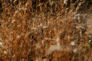 Fototapeta na wymiar water drops on the withered grass