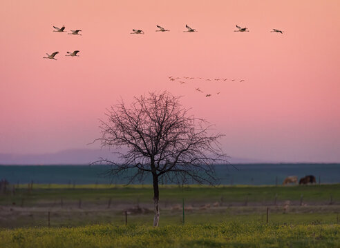 Flock of cranes flying over a beautiful landscape in Zarza Capilla, Badajoz, Spain