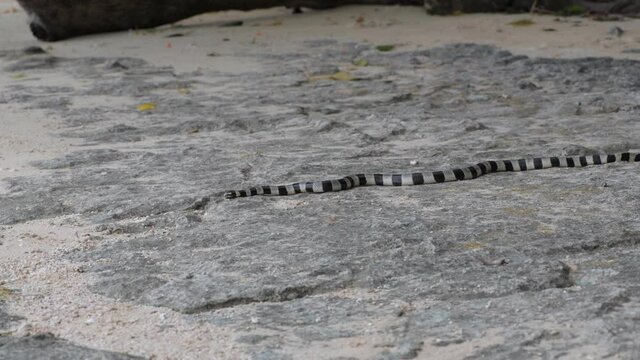 Sea snake moving towards the ocean 