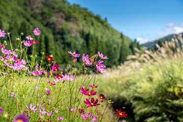 初秋の秋桜と揚羽蝶