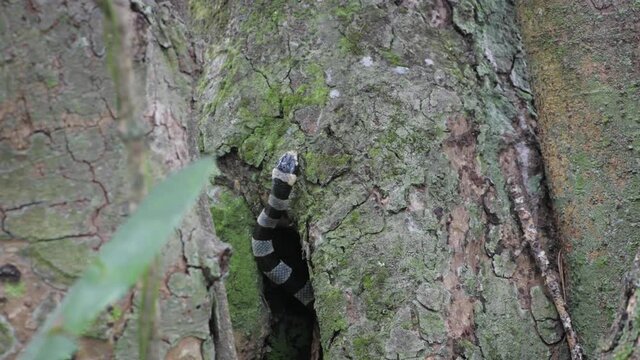 Sea snake moving along a tree 