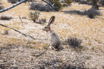 Close-up shot of black-tailed Jackrabbit sitting in desert of Joshua Tree National Park