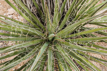 Naklejka na ściany i meble top view of Yucca plant in desert