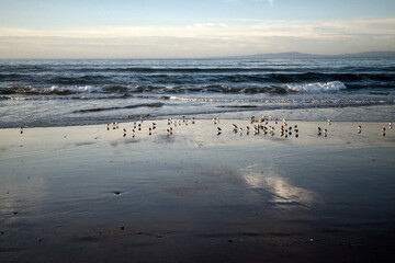 Sea Birds 