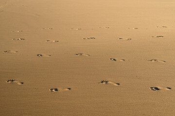 Fototapeta na wymiar Sand beach and footprints of human feet , texture abstract background
