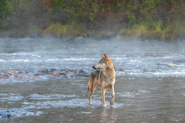 Grey Wolf crossing a Misty River at Dawn