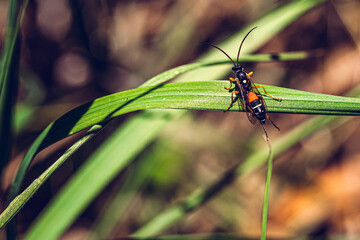 Bug on grass
