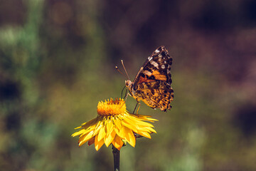 butterfly on flower